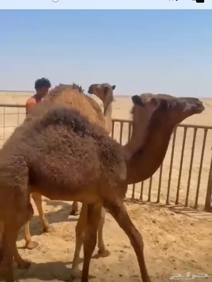 عدد 2 حيران. للبيع. اعمارهن. من 3 شهور الموقع. مدينة ظلم 1