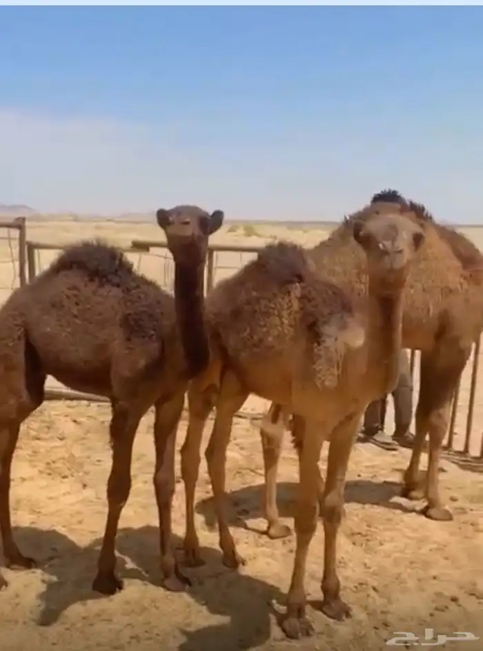 عدد 2 حيران. للبيع. اعمارهن. من 3 شهور الموقع. مدينة ظلم 0