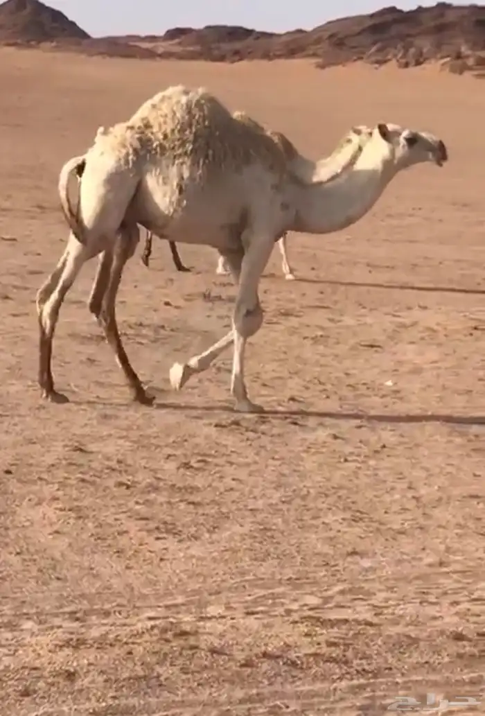 قعدان للبيع 2