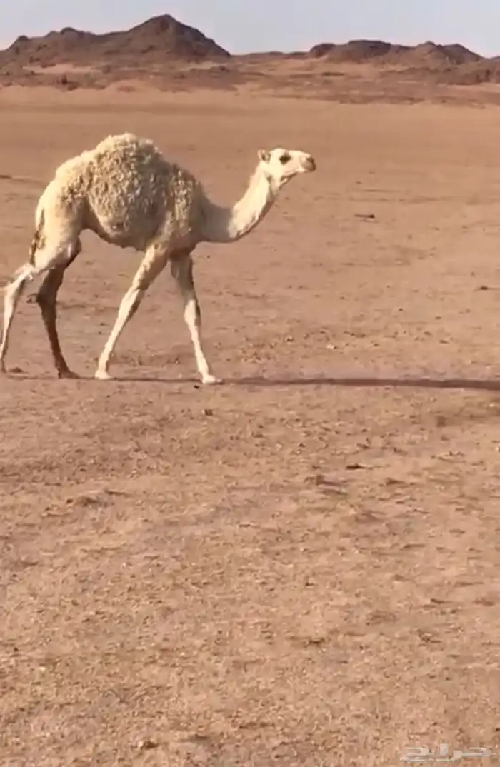 قعدان للبيع 1