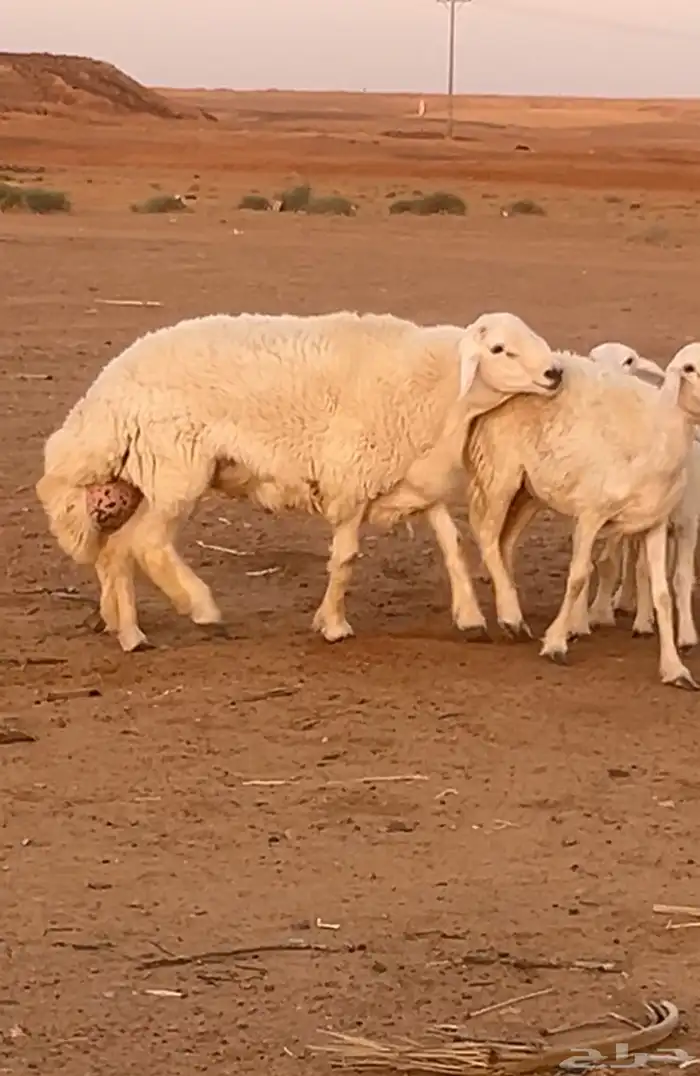 فحل حري صنف من حلال فايز الدعدي 1
