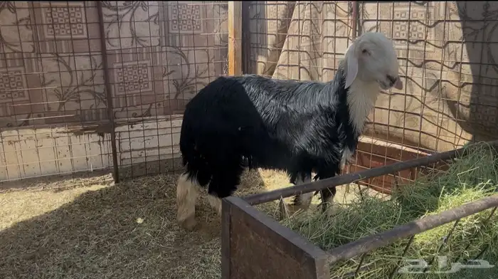 للبيع خروف نجدي جبر ناهي 0