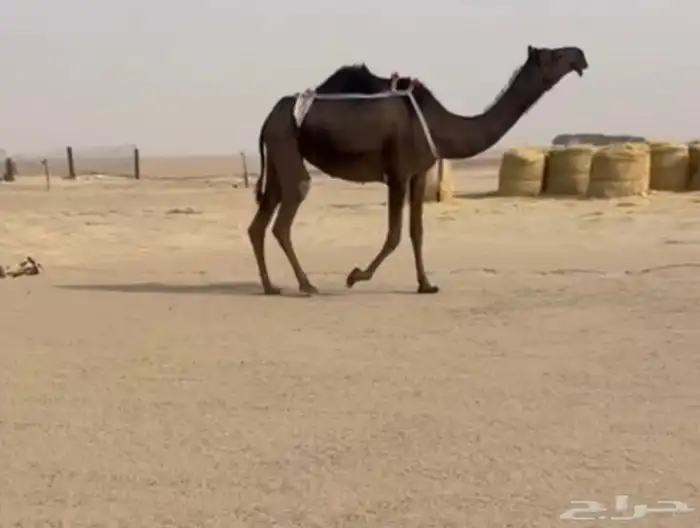 خفوت ثنوع مبيوع حاشيها قبل شهر ( غفل ماعليها وسم ) 2