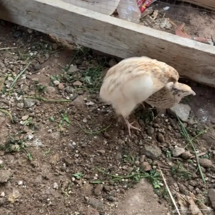 للبيع   سمان   فري   للبيع 1