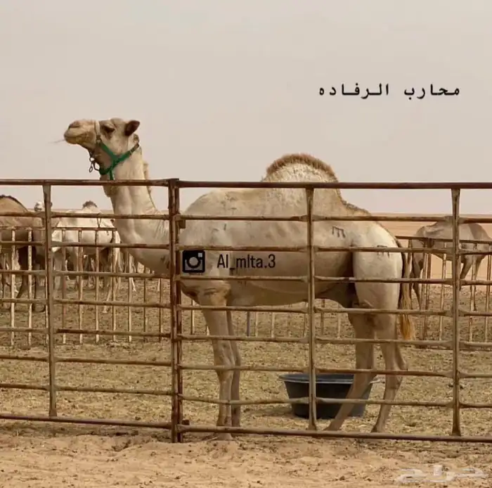 بكره طيبه 1