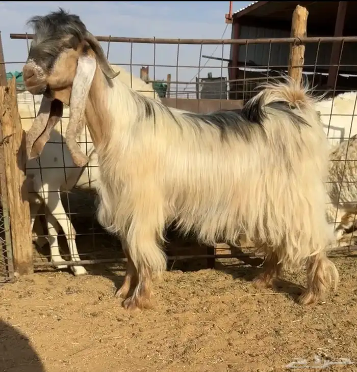 للبيع فحل عارضي اصفر 0