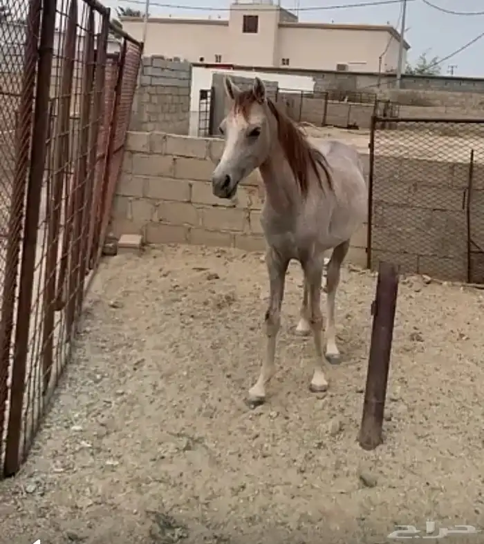 معر للبيع العمر 0