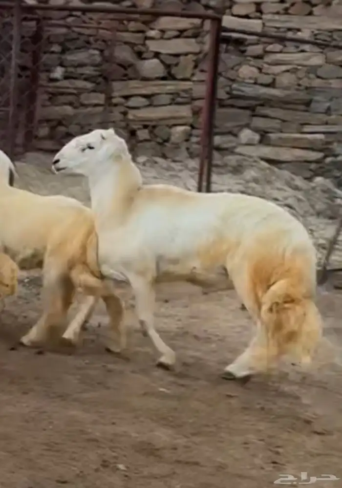 خروف فحل 0
