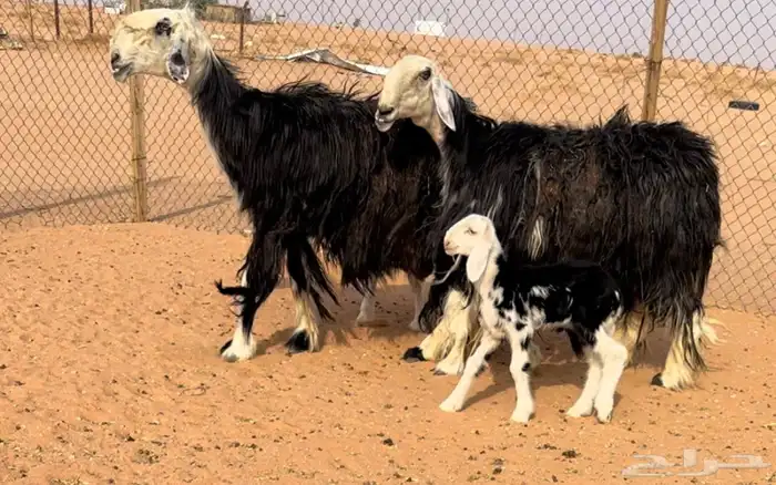 شياه رغايث نجد خصم تحتها طليان 3