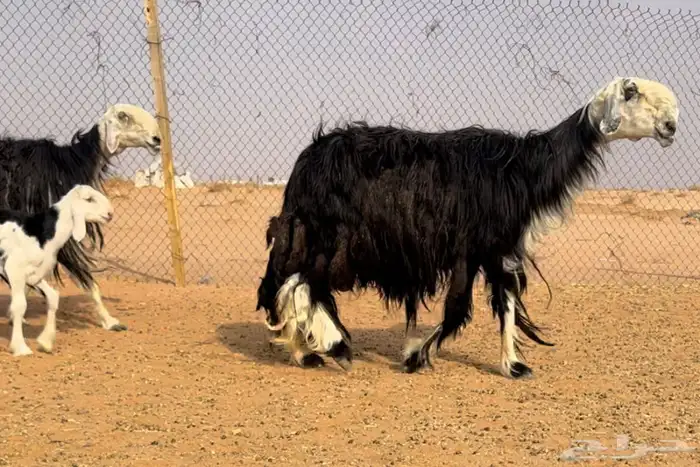 شياه رغايث نجد خصم تحتها طليان 1