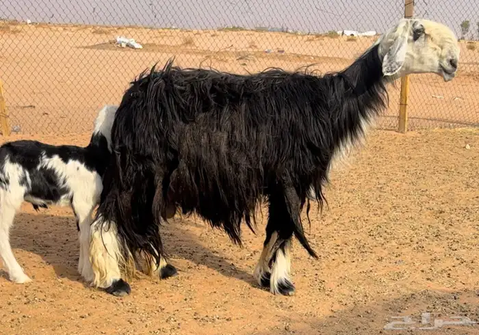 شياه رغايث نجد خصم تحتها طليان 2