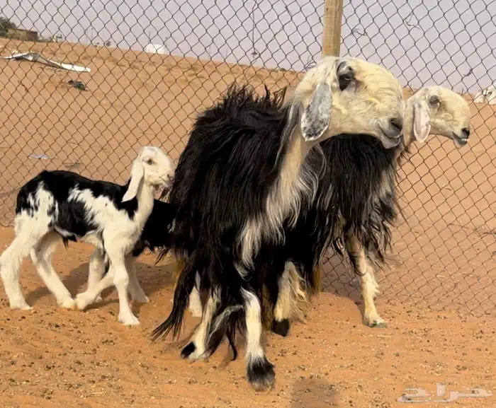 شياه رغايث نجد خصم تحتها طليان 4