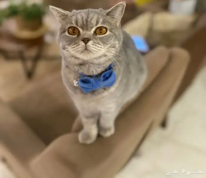 للبيع قطط سكوتش فولد   ستريت   سنقل فولد   بيور 2