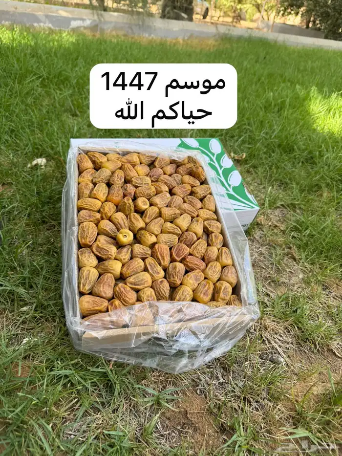 تمر مفتل سكرى 0