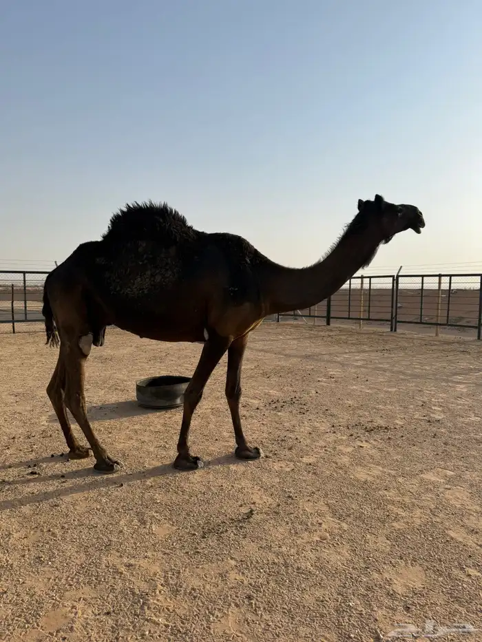 خفوت مجهم وقعود أوضح 11