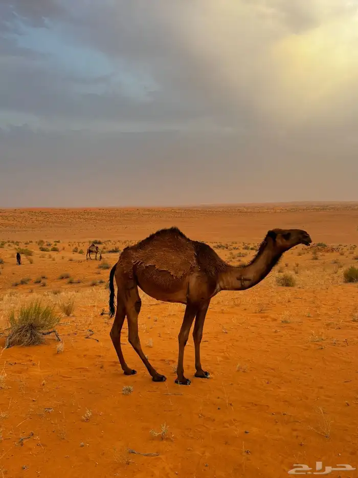 جمل اصفر للبيع 12