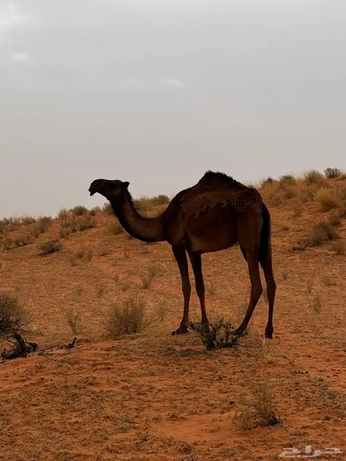 جمل اصفر للبيع 11