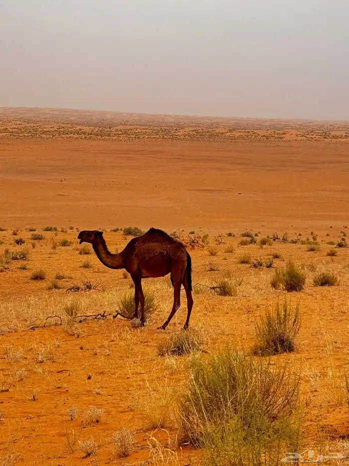 جمل اصفر للبيع 9