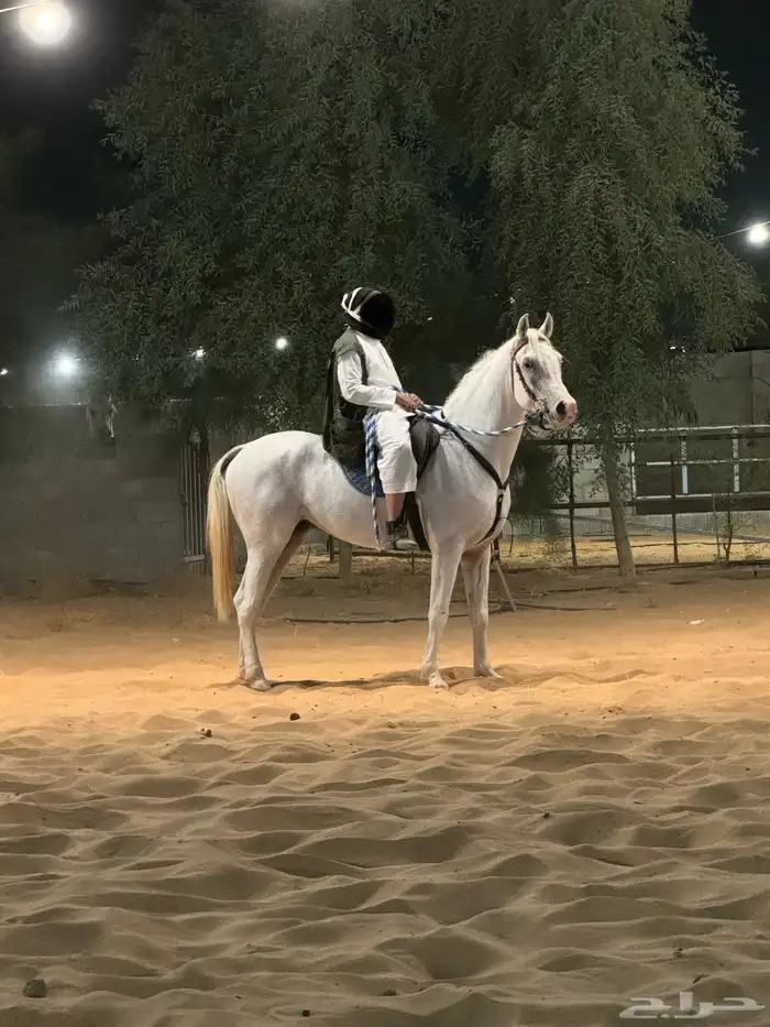 حصان شعبي بطلل 2