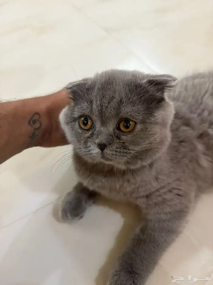 للبيع قطط سكوتش فولد   ستريت   سنقل فولد   بيور 5