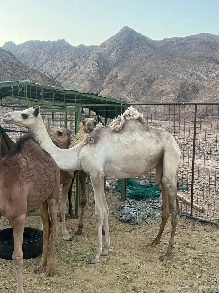 بكره جهل 0