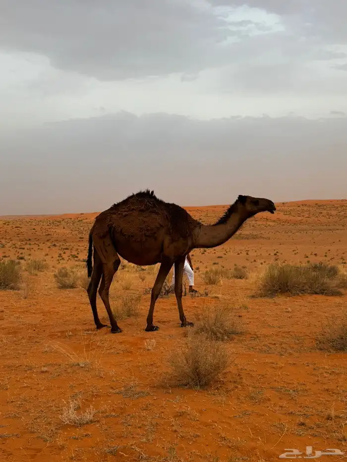 جمل اصفر للبيع 8