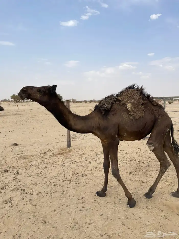 مفروده طايشه 0
