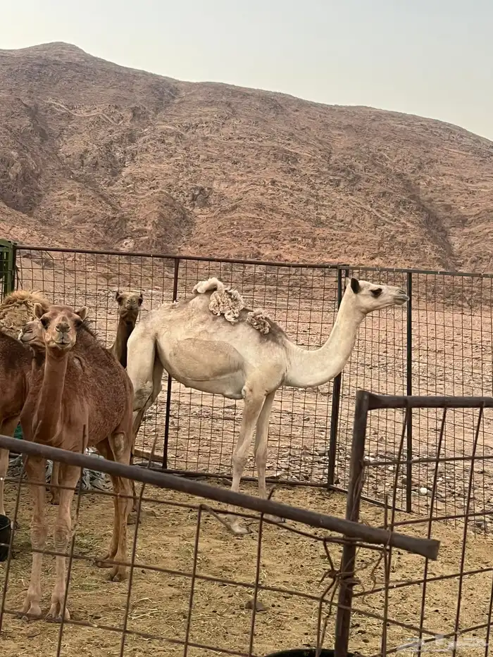 بكره جهل 2