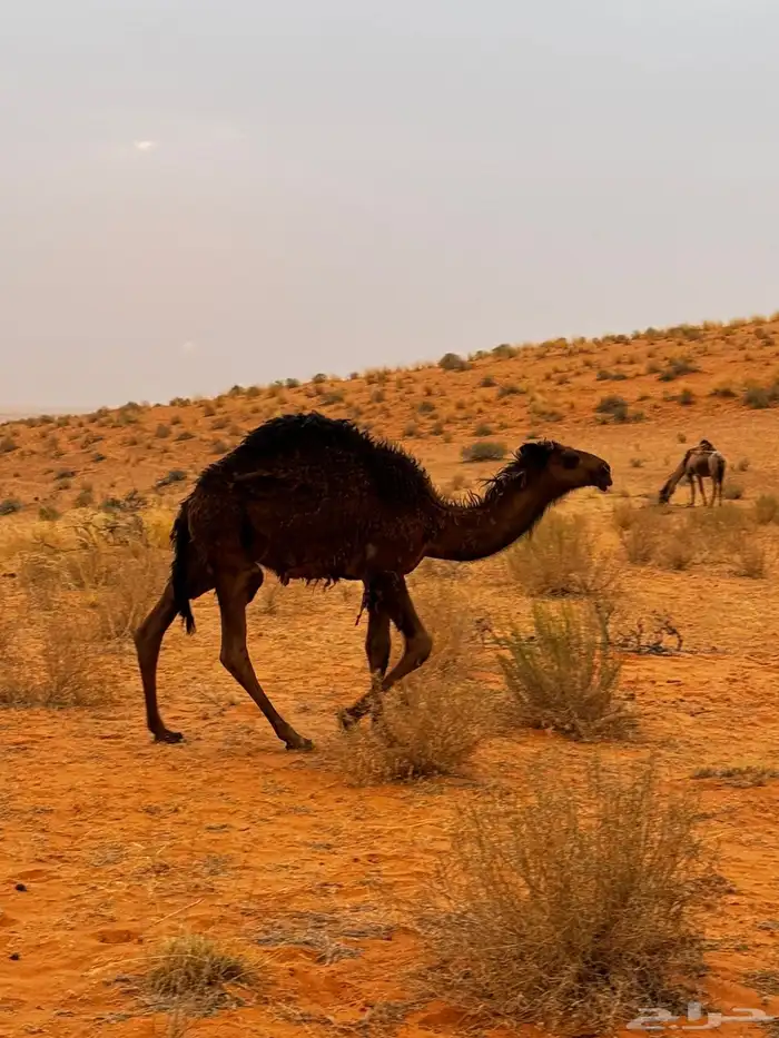 جمل اصفر للبيع 14