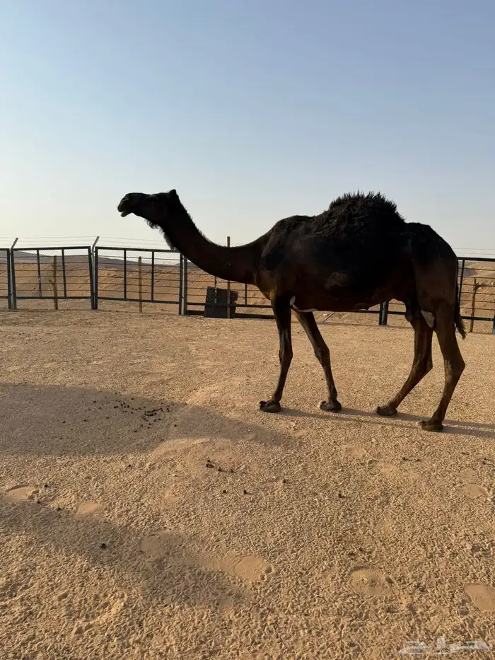خفوت مجهم وقعود أوضح 6