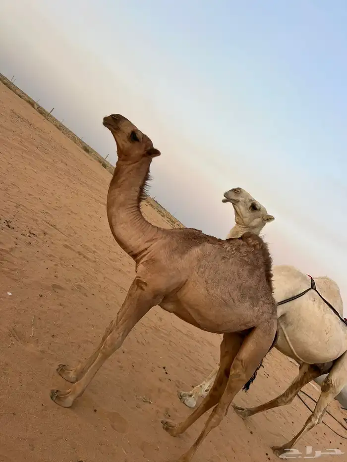 ناقه عشرا معها بكرة 2