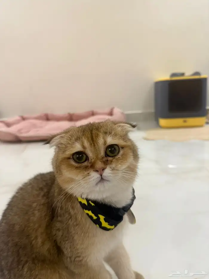 للبيع قطط سكوتش فولد   ستريت   سنقل فولد   بيور 0
