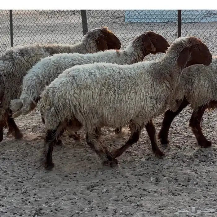 غنم نعيم صنف مقنوي 1