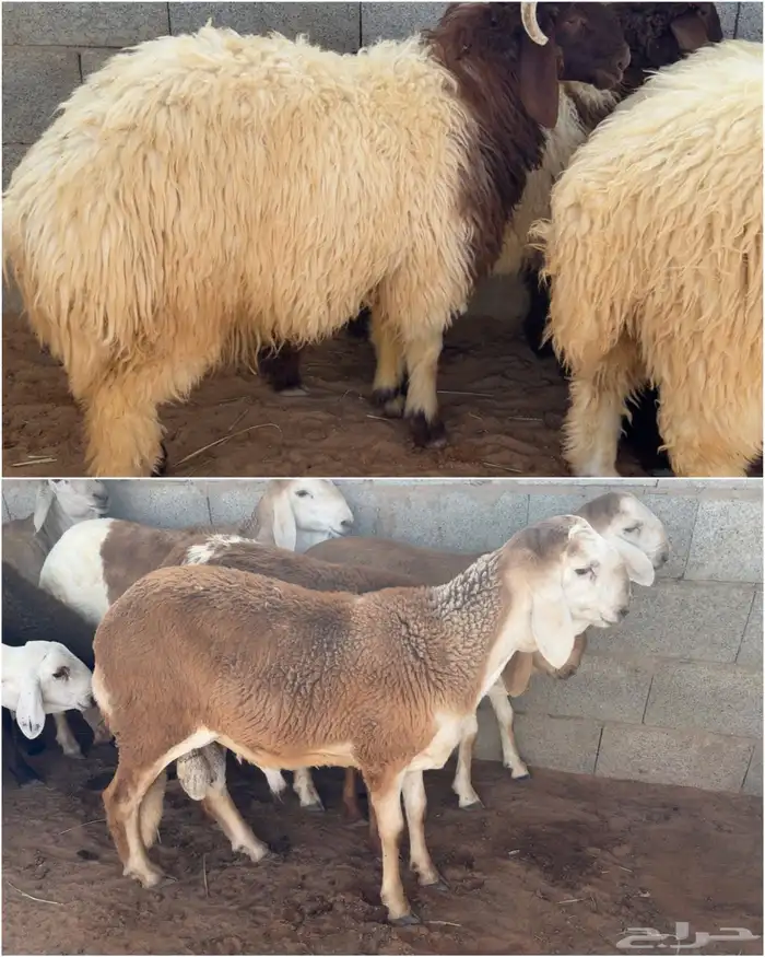 ذبايح طيبه للبيع 0
