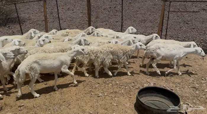 ((تم البيع ))ضان مراح واحد خوات بعض 2