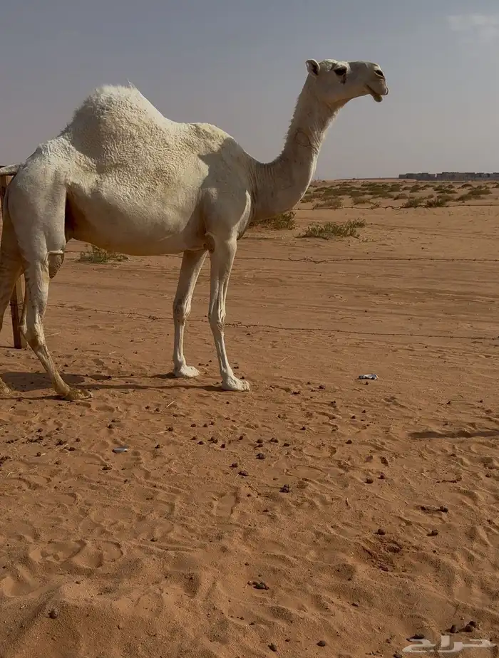 لقحه 0