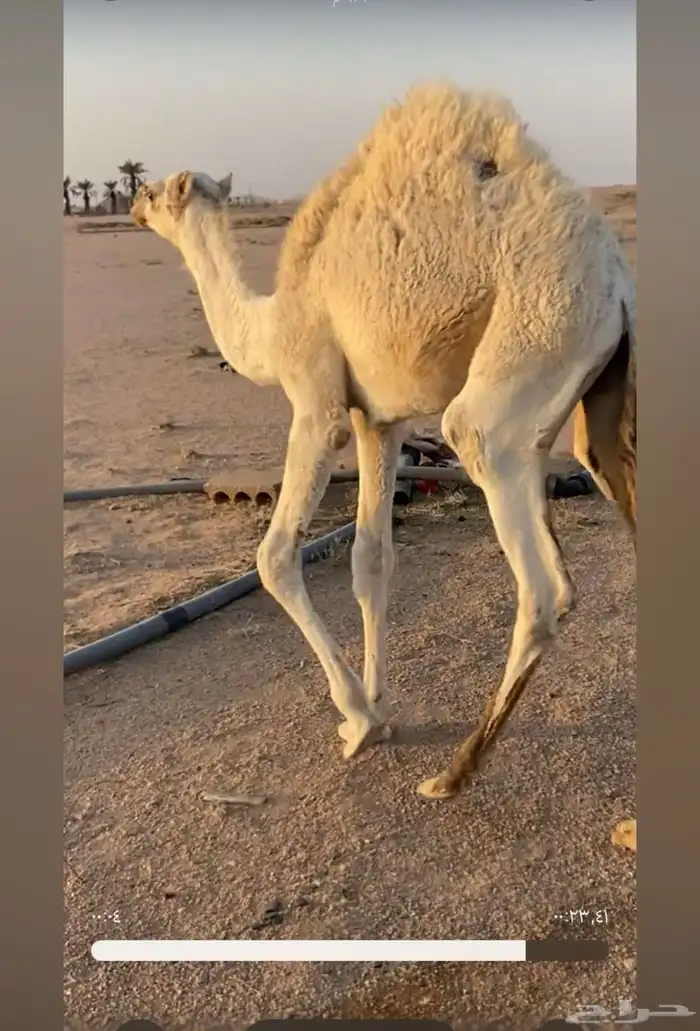قعود عمره خمسة شهور 1
