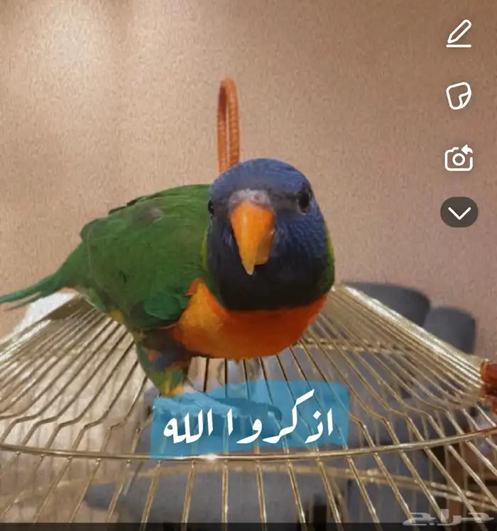 ببغاء لوري 0