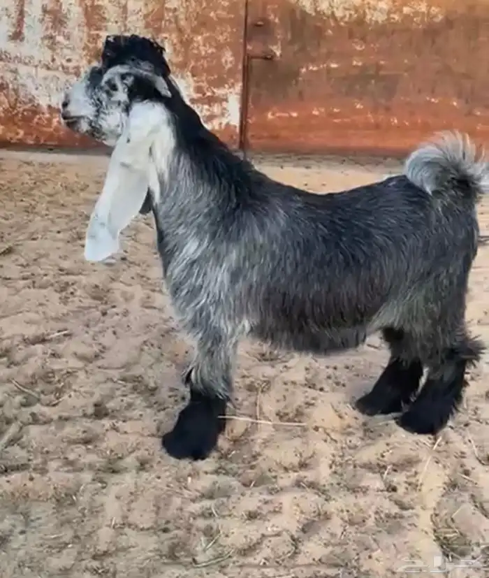 تيس عارضي 1