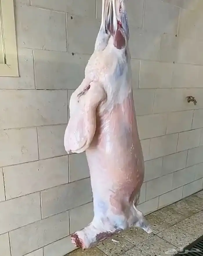 ذبايح الرس 0