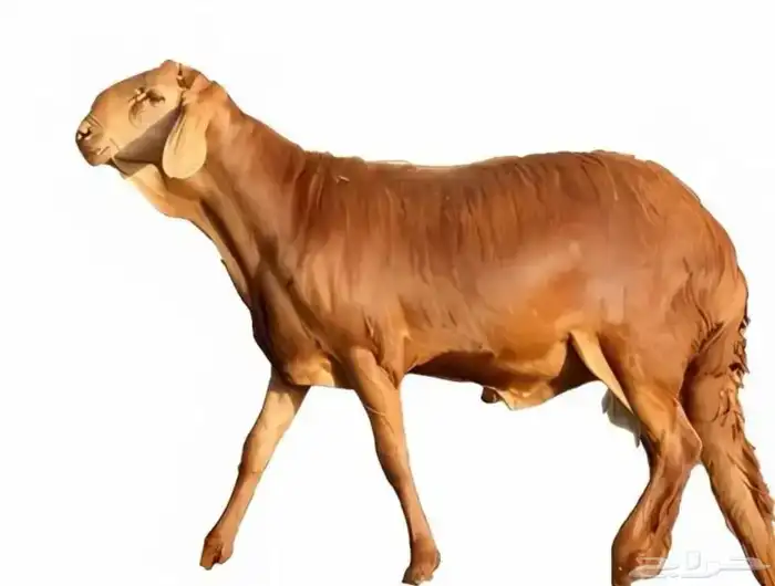 ذبايح سوواكني باسعار مميزه 0