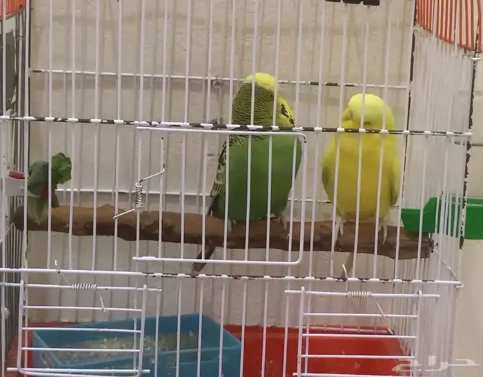 بادجي طيور حب 1