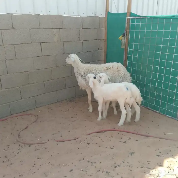 حريه تحتها خرفان 1