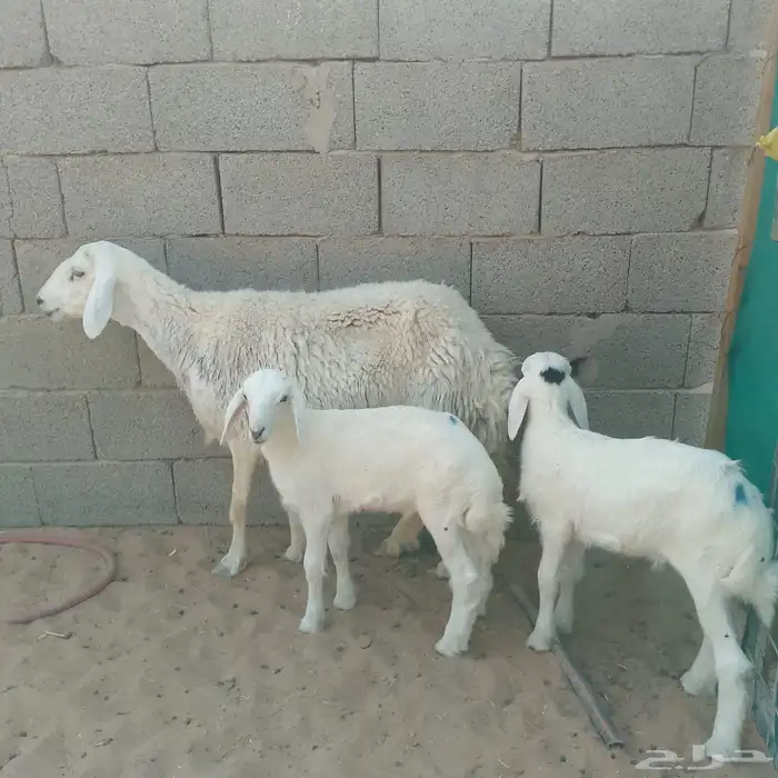 حريه تحتها خرفان 0