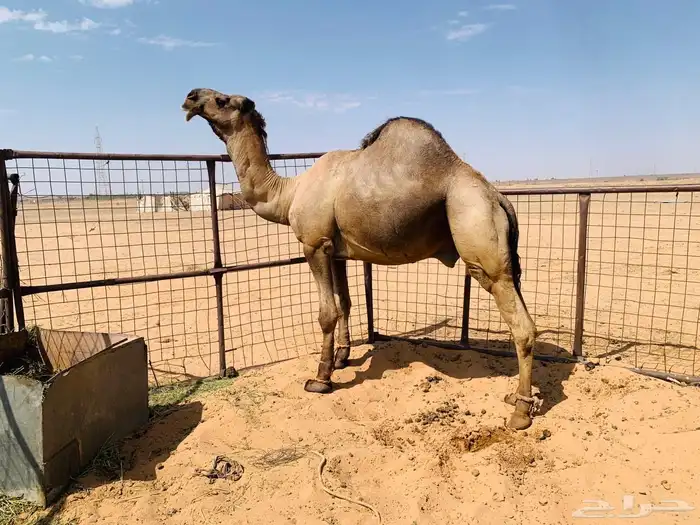 جمل اصفر للبيع 3