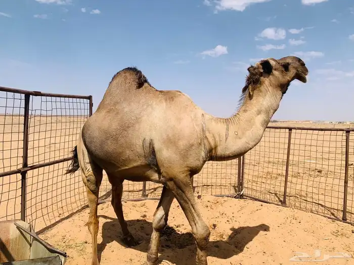 جمل اصفر للبيع 5