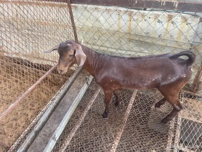 تيس محايلي فل شحم 1