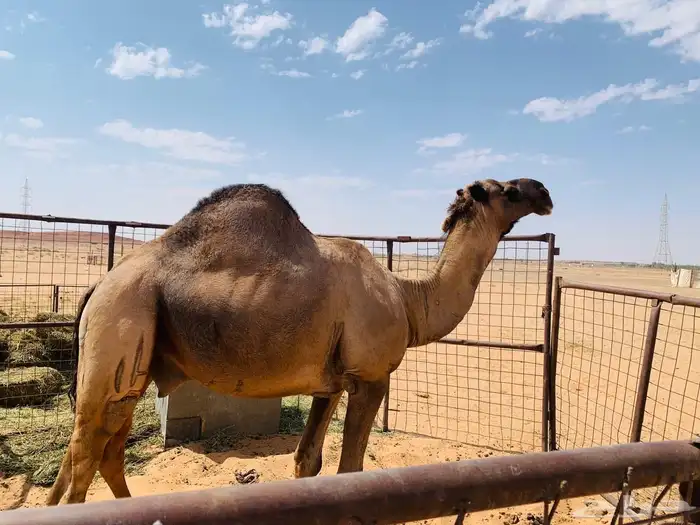 جمل اصفر للبيع 4