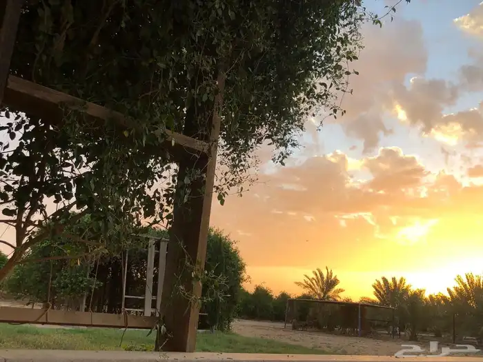 للبيع مزرعه عيون الجواء القصيم 27