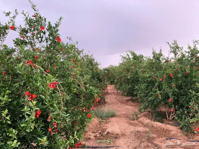 للبيع مزرعه عيون الجواء القصيم 24